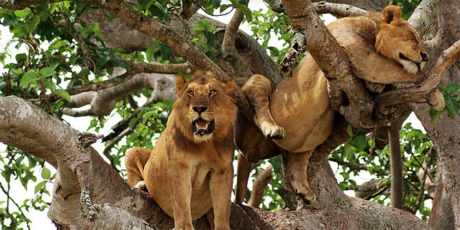 Yala Safaris Tree Climbing Lions